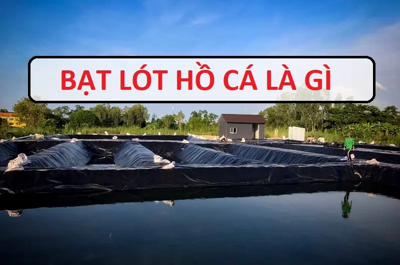 Bạt Hồ Cá HDPE - Giải Pháp Vàng Cho Nuôi Trồng Thủy Sản Bền Vững Bạt Hồ Cá HDPE - Giải Pháp Vàng Cho Nuôi Trồng Thủy Sản Bền Vững