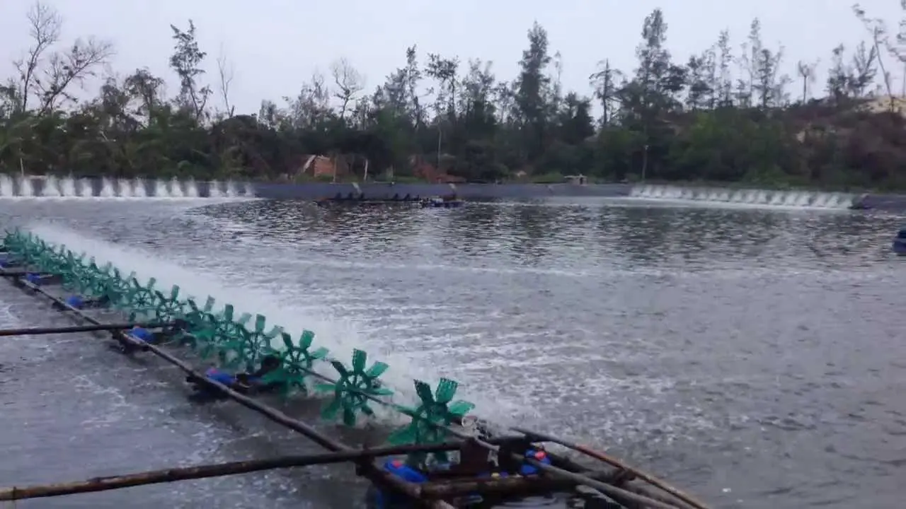 Bạt HDPE Lót Hồ Tôm - Giải Pháp Hiệu Quả Cho Nuôi Tôm Công Nghiệp Bạt HDPE Lót Hồ Tôm - Giải Pháp Hiệu Quả Cho Nuôi Tôm Công Nghiệp