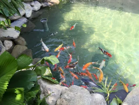 Ưu Điểm Và Nhược Điểm Của Hồ Cá Bằng Bạt Ưu Điểm Và Nhược Điểm Của Hồ Cá Bằng Bạt