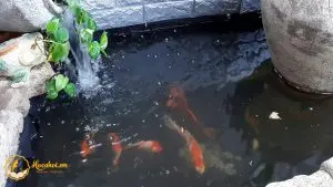 Bạt Hồ Cá Koi - Chọn Đúng Chuẩn, Hồ Đẹp Vạn Người Mê! Bạt Hồ Cá Koi - Chọn Đúng Chuẩn, Hồ Đẹp Vạn Người Mê!