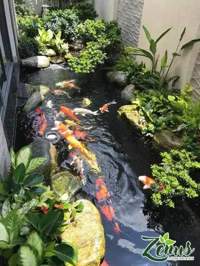 Bạt Hồ Cá Koi - Chọn Đúng Chuẩn, Hồ Đẹp Vạn Người Mê! Bạt Hồ Cá Koi - Chọn Đúng Chuẩn, Hồ Đẹp Vạn Người Mê!