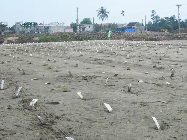 Thi công bấc thấm đảm bảo đúng chiều sâu thiết kế