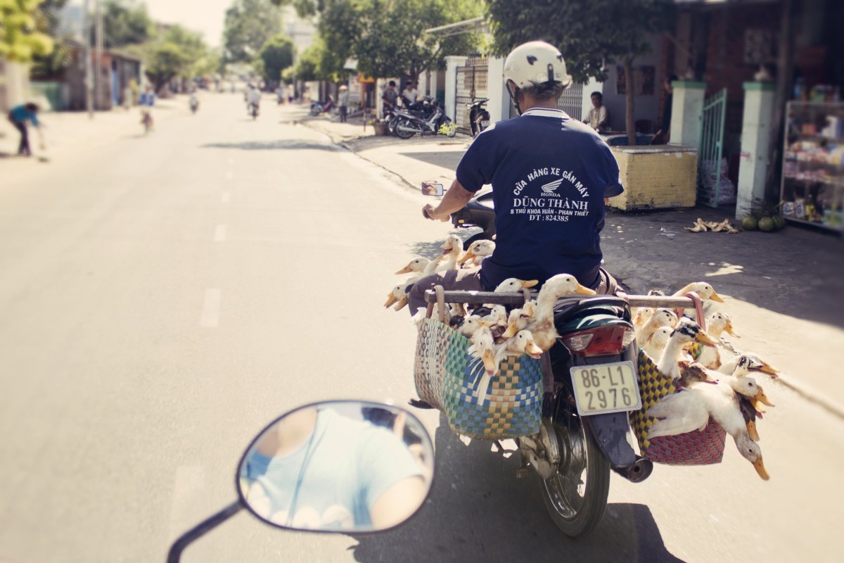 Biker with ducks, Mui Ne - Mui Ne