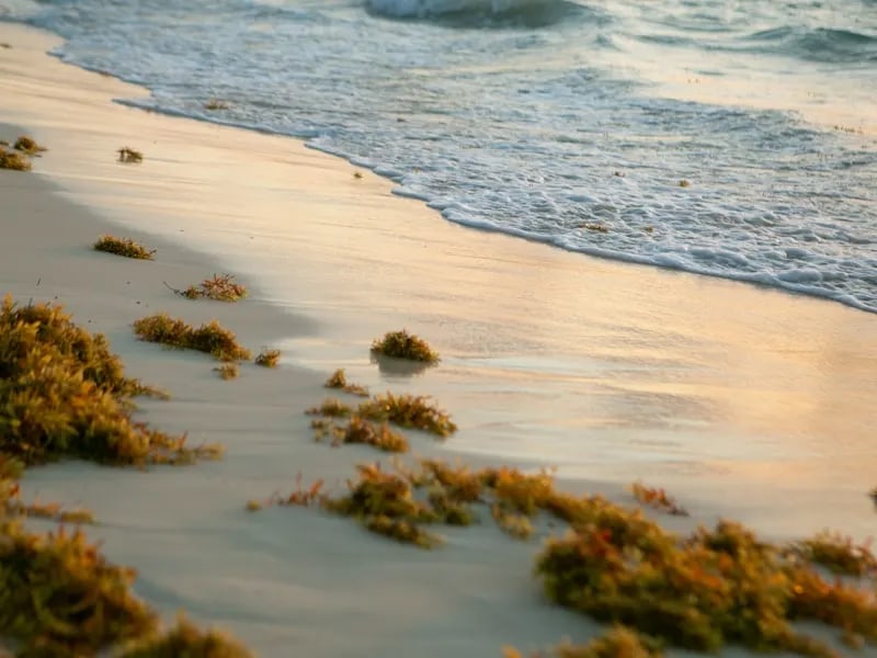 Playa del Carmen travel guide