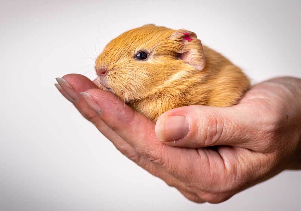 Can You Take Guinea Pigs On A Plane? Complete Guide