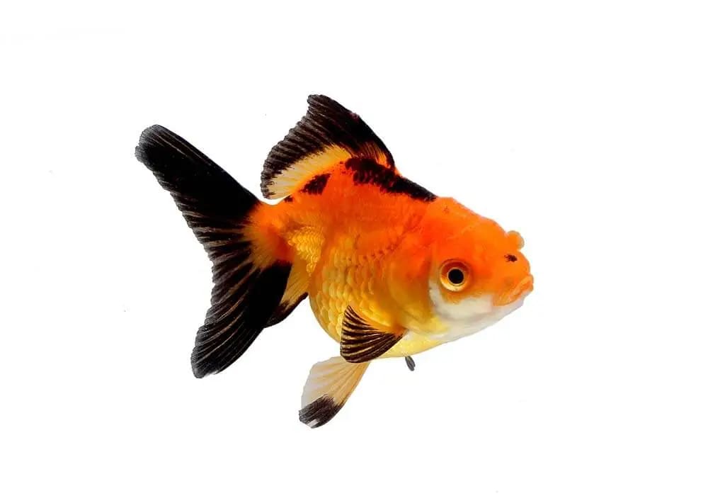 Can You Take Fish On A Plane? Complete Guide