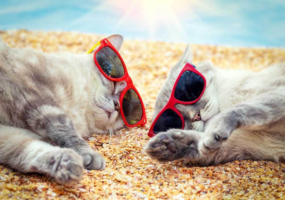 Can You Take Cat On Plane? Complete Guide