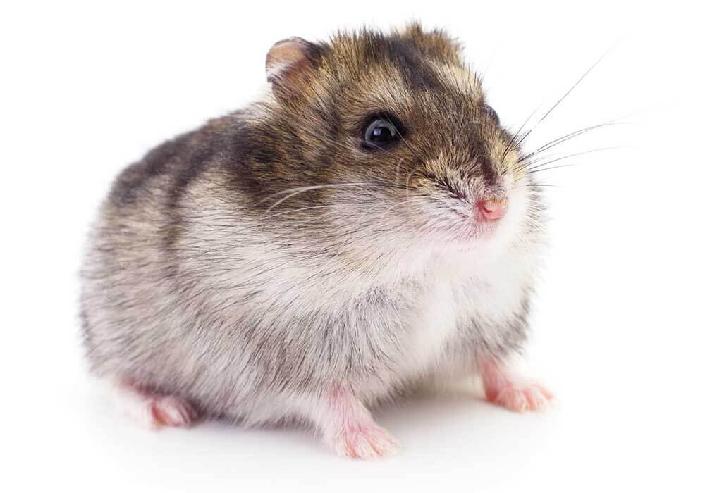 Can you take a Hamster on a plane? Complete Guide
