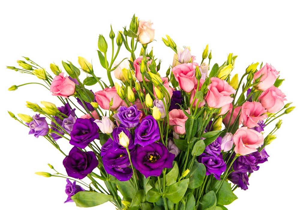 Can You Bring Flowers On A Plane? Complete Guide