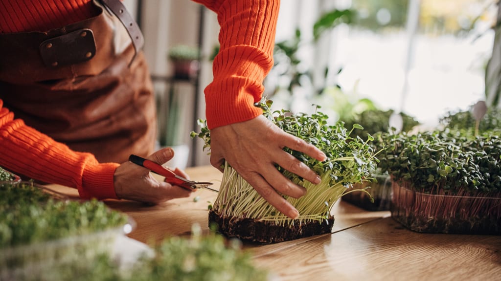 Person cutting shoots with a pair of scissors