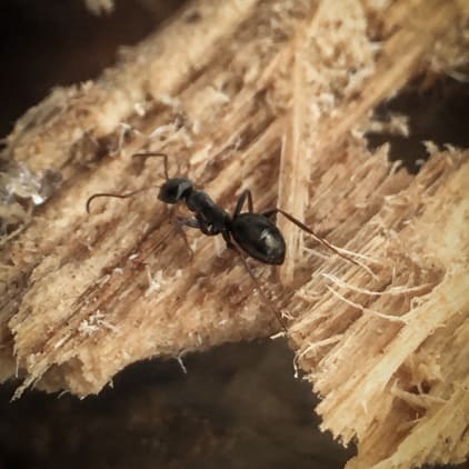 Une seule fourmi charpentière noire causant la destruction du bois dans un immeuble résidentiel
