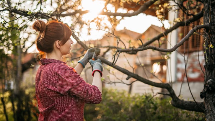 Femme taillant les branches d’un arbre