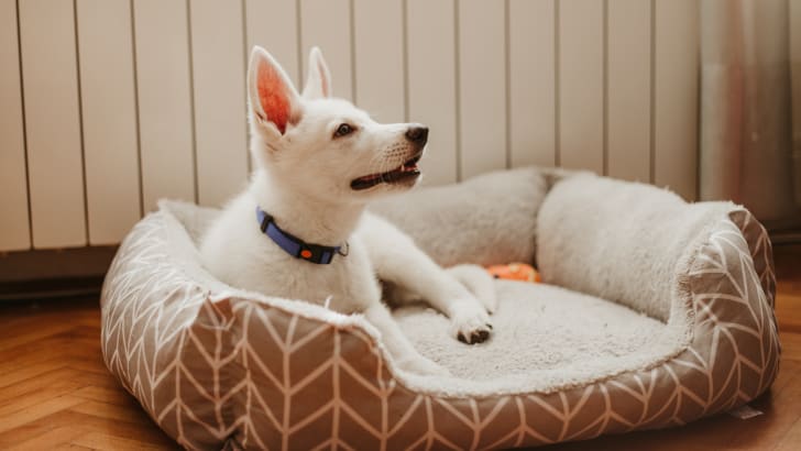 Chiot blanc couché dans un lit pour chien