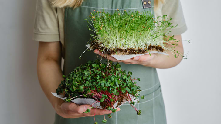 Person holding two types of sprouts