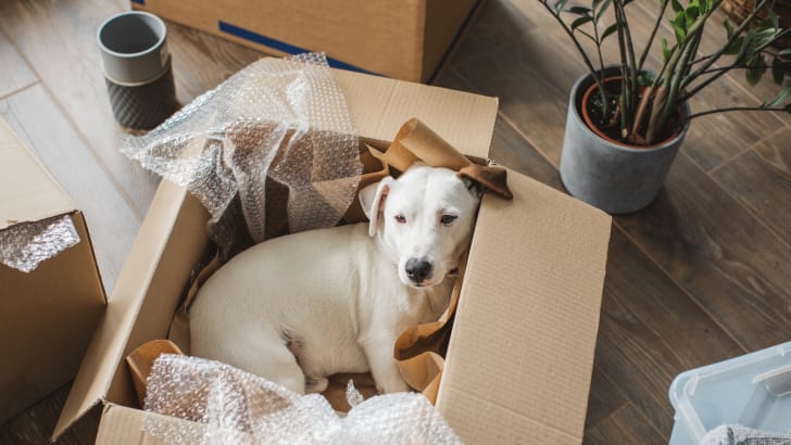 Chien dans une boîte pendant un déménagement
