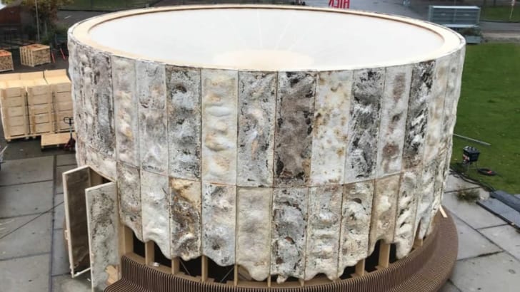 Murs de mycélium sur une structure