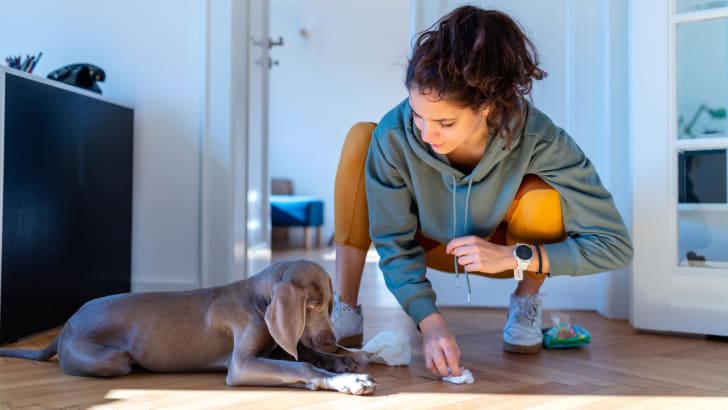 Femme qui nettoie le parquet et qui gronde un chiot pour avoir uriné dessus