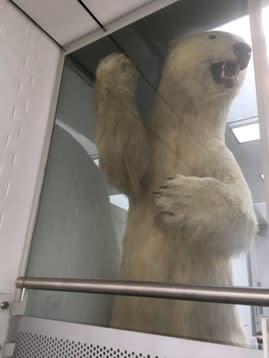 Polar Bear, Dover Museum