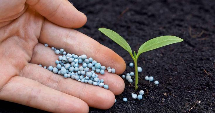 Fertilizer Inorganic
