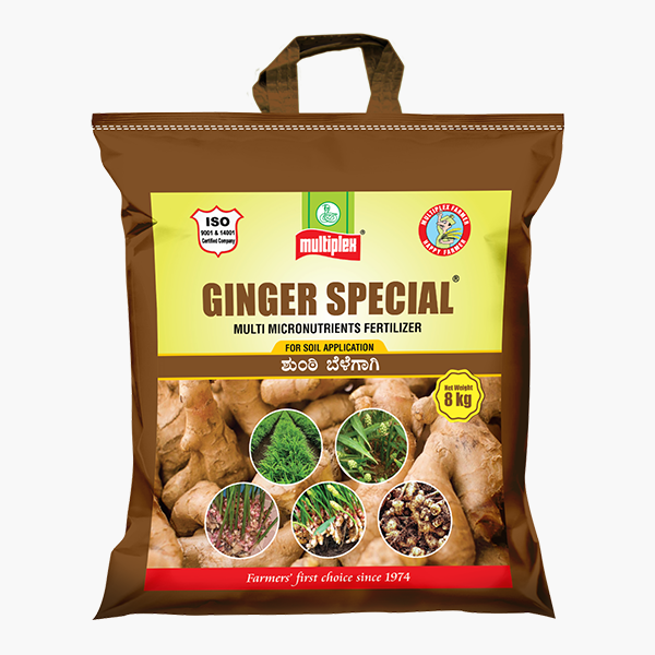 Ginger Special