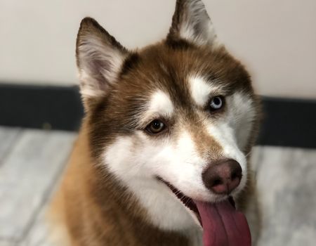 dogtime husky