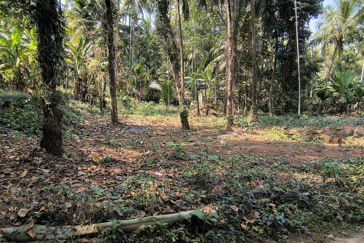 Plot near Medical College, Ummalathoor 