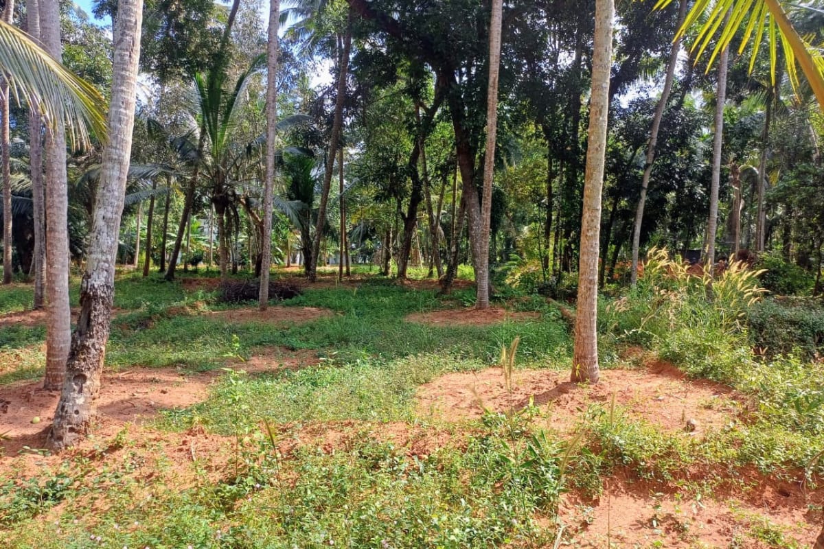 Square Residential Plot for Sale, Payyoli