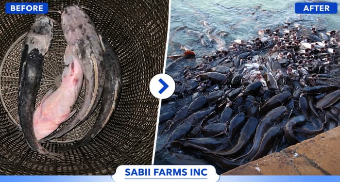 Sabii Farm Fish Saver System