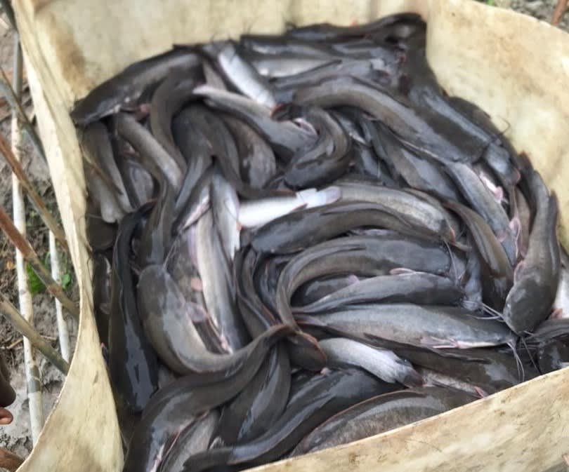 Catfish farming – Sabii Farms