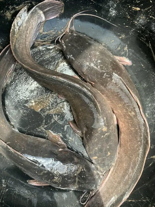 Sabii Farms – Profitable Pond Program