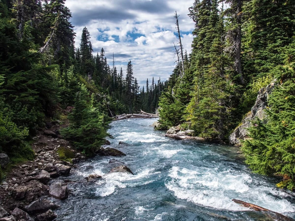 Río de aguas rápidas fluyendo a través de un denso bosque verde, con árboles altos y formaciones rocosas en las orillas