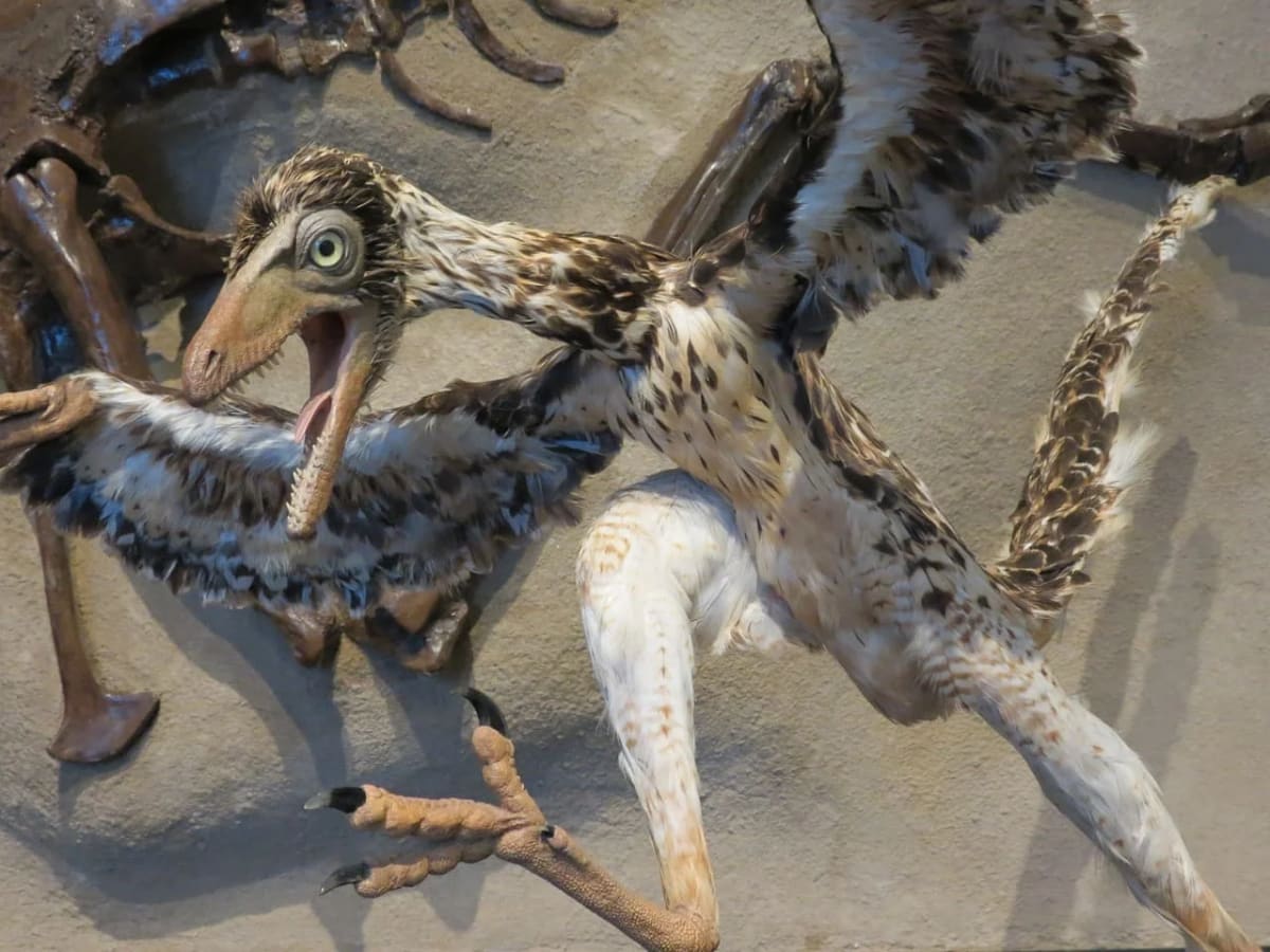 Reconstrucción de un Archaeopteryx en un museo