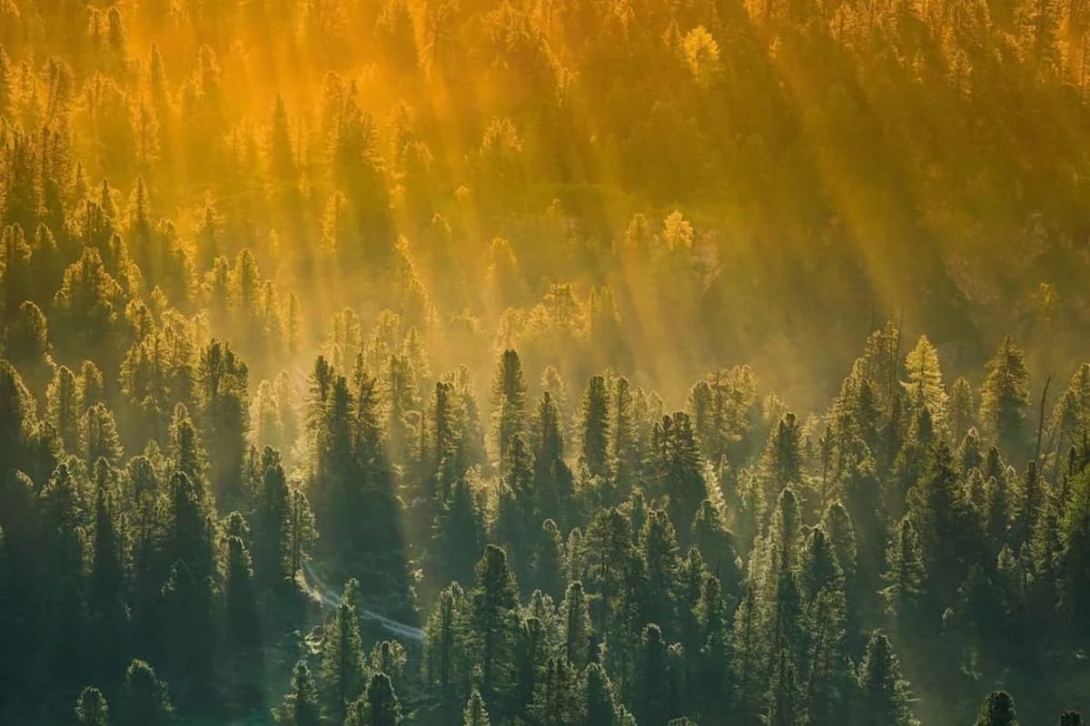 Vista aérea de un bosque iluminado por la luz del sol, con árboles verdes y rayos dorado