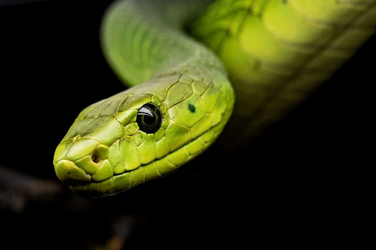 Primer plano de una serpiente verde mostrando los detalles de sus escamas y ojo en un fondo oscuro.