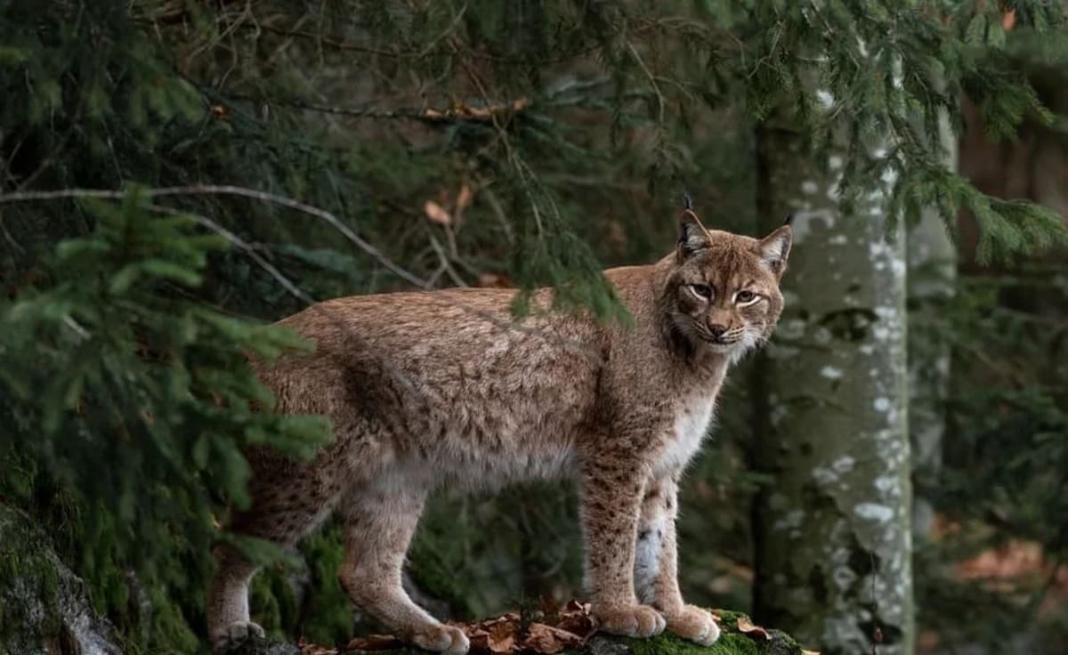 Lince parado sobre hojas en un bosque con árboles verdes al fondo.
