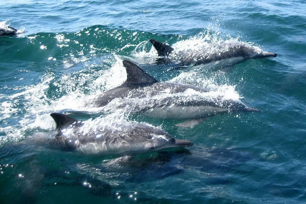 Delfines nadando en el océano, con el agua resplandeciendo bajo la luz del sol.