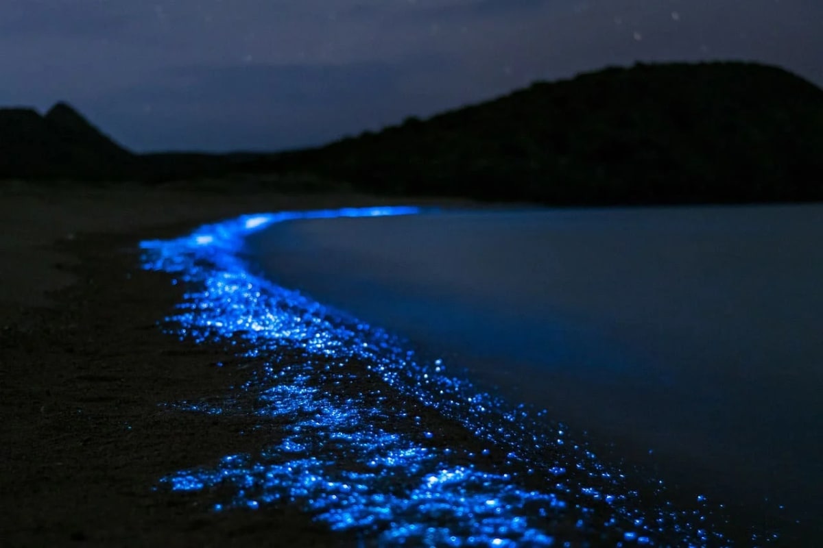 Resplandor bioluminiscente azul brillante iluminando la orilla de una playa en Tasmania durante la noche.