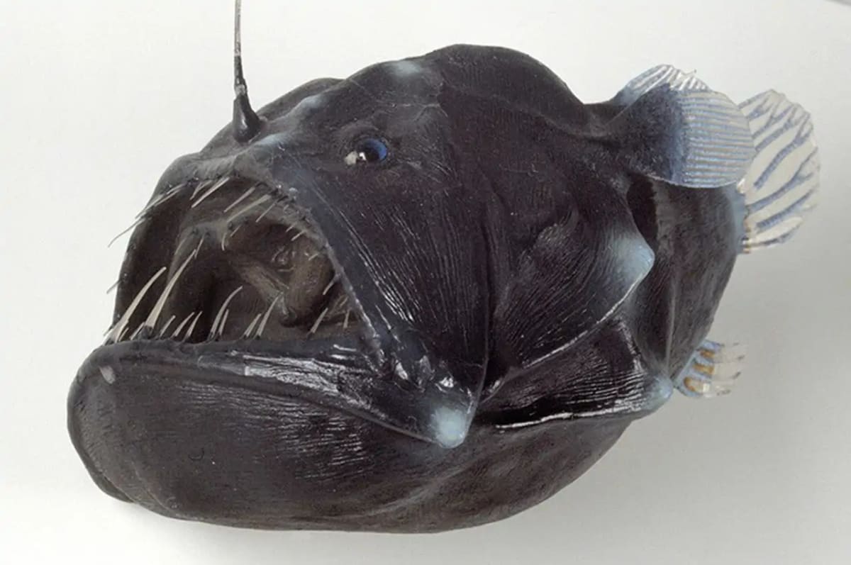 Ejemplar de diablo negro hallado en Tenerife expuesto en un museo