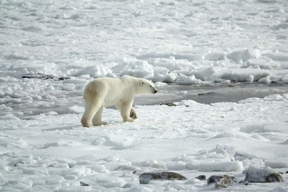 Oso polar caminando sobre una superficie de hielo fragmentado en el Ártico, rodeado de un paisaje helado con grietas y bloques de hielo dispersos.