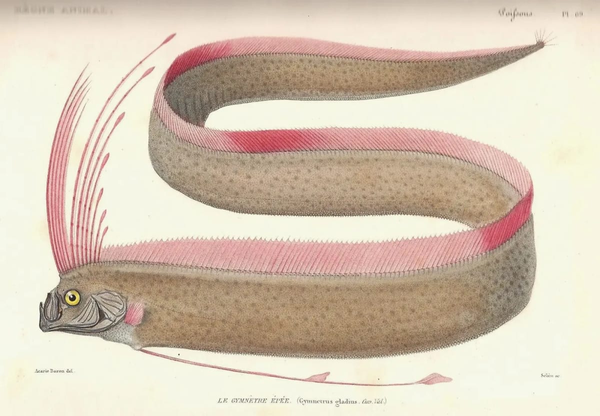Ilustración del pez remo (Gymnetrus gladius) mostrando su cuerpo alargado, aleta dorsal continua de color rosado y detalles anatómicos distintivos.