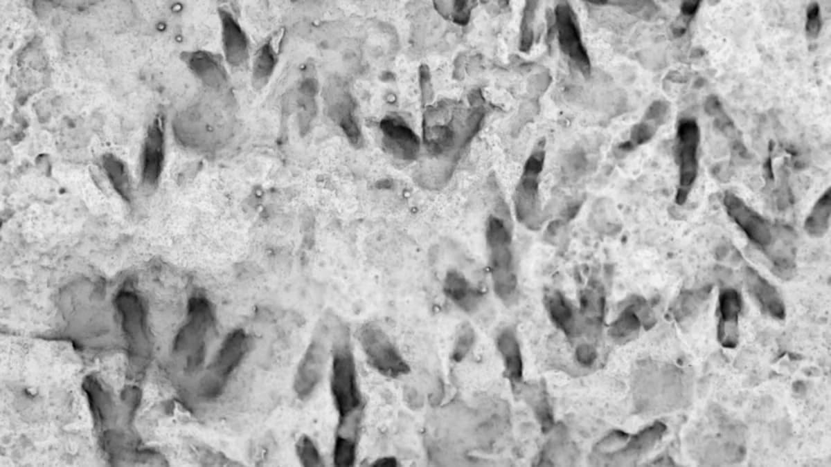 Impresión de huellas de dinosaurio en la roca de la Escuela Secundaria Estatal de Biloela, Queensland, Australia, mostrando detalles de las huellas fosilizadas.