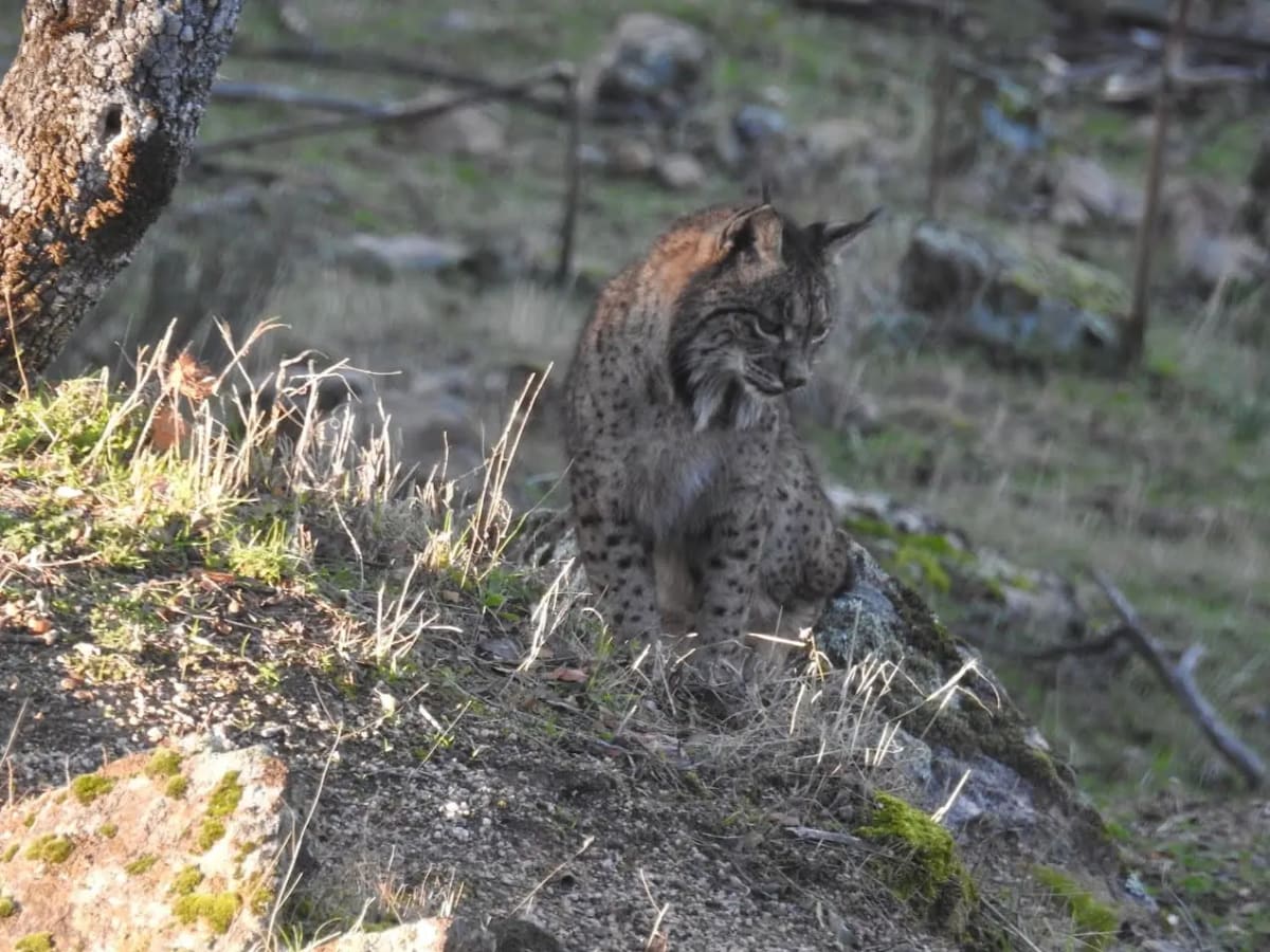 Lince ibérico caminando en su hábitat natural, símbolo de recuperación tras esfuerzos de conservación.