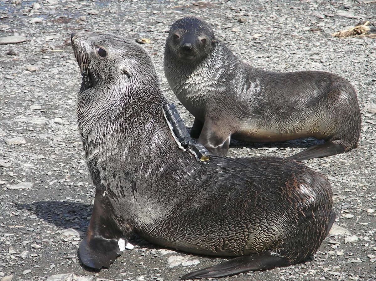 Focas con dispositivos de monitoreo para estudiar condiciones ambientales