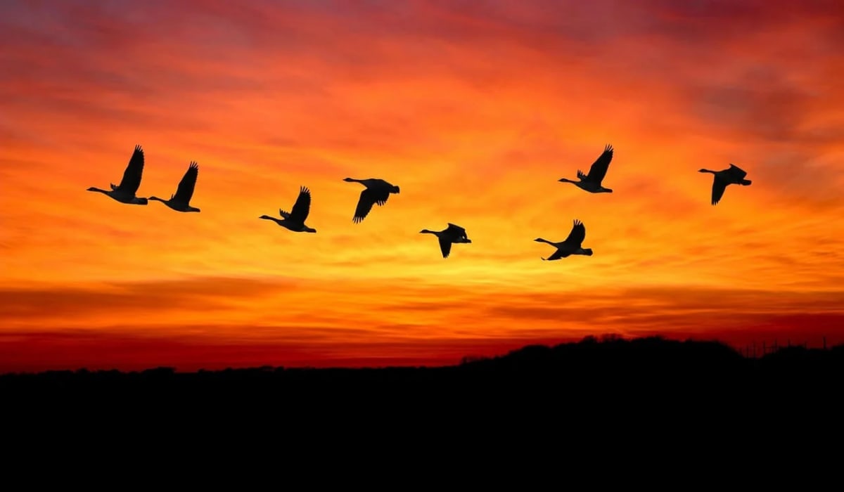 Grupo de aves migratorias volando al atardecer sobre un paisaje europeo.