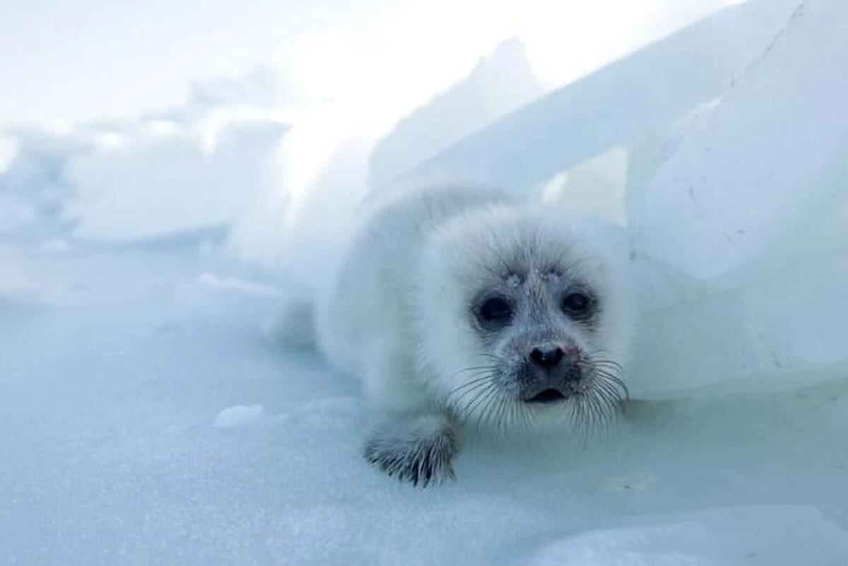 Cría de foca del Caspio sentada sobre el hielo, mirando a la cámara