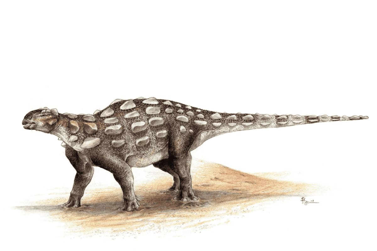 Reconstrucción artística de un anquilosaurio similar a Ruopodosaurus clava, con armadura dorsal y cola maza