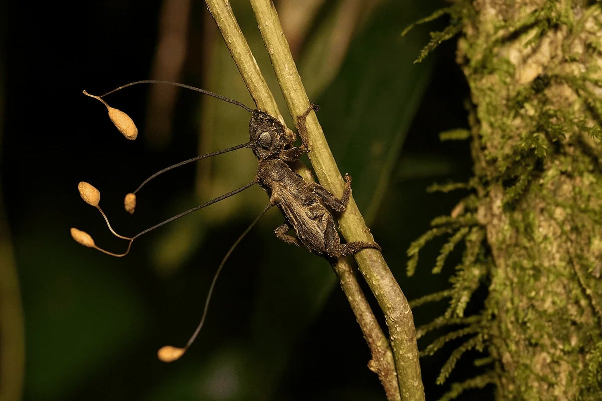 Insecto infestado por el hongo parásito Ophiocordyceps en un entorno selvático