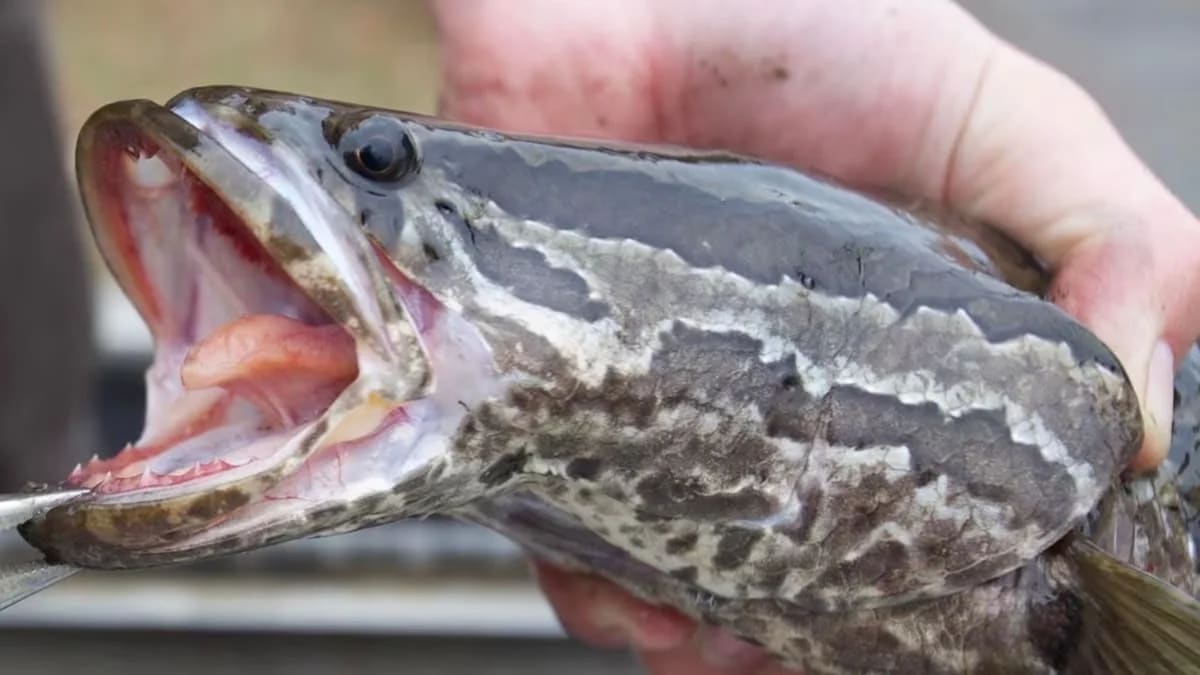 Primer plano de un pez cabeza de serpiente con la boca abierta mostrando su dentadura afilada.