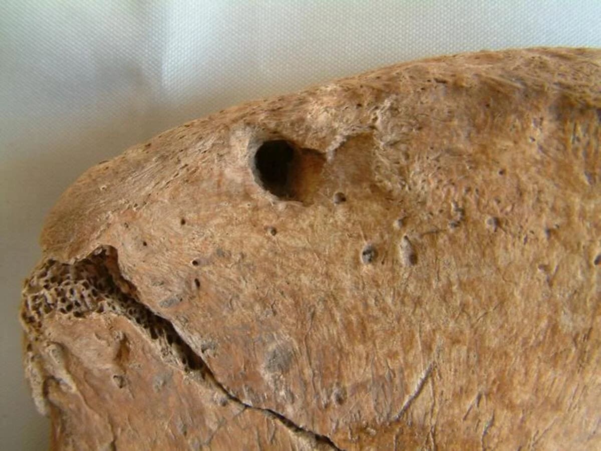 Primer plano de un hueso de cadera con una marca circular atribuida al diente de un león