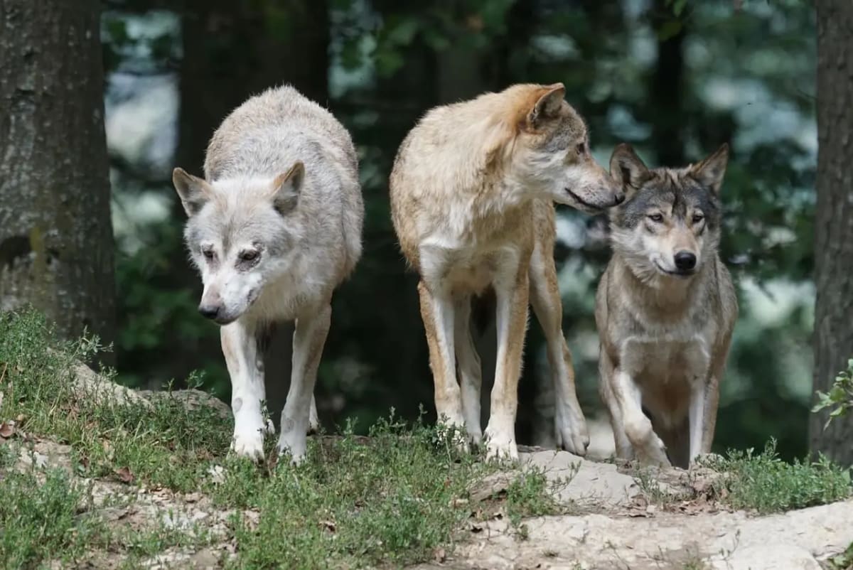 Manada de lobos caminando entre árboles en un bosque europeo